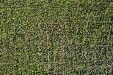 Üst İHA görünümünün üzerindeki yeşil çayır alanı