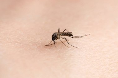 İnsan derisi üzerinde zika virüsü taşıyan sivrisinekler yakın plan görüntüsü