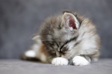 Yumuşak gri arka planda sevimli kedi portresi