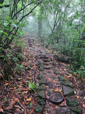 Yağmur ormanlarının arka planında taş patika. Doğal yürüyüş.
