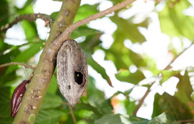 Bulanık bahçe arka planında hastalıklı kuru kakao kapsülü. Yakın plan.