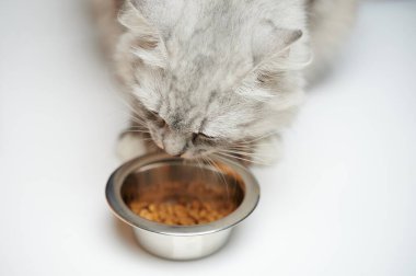 Evcil hayvan temasını hallediyorum. Gri kedi kuru yiyecekleri metal tabaklardan yer.