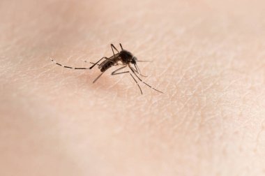 İnsan derisi üzerinde dang virüsü taşıyan sivrisinekler yakın plan görüntüsü