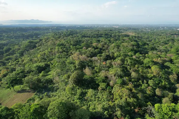 Managua arka planında yeşil orman yağmur ormanları insansız hava aracı görüntüsü