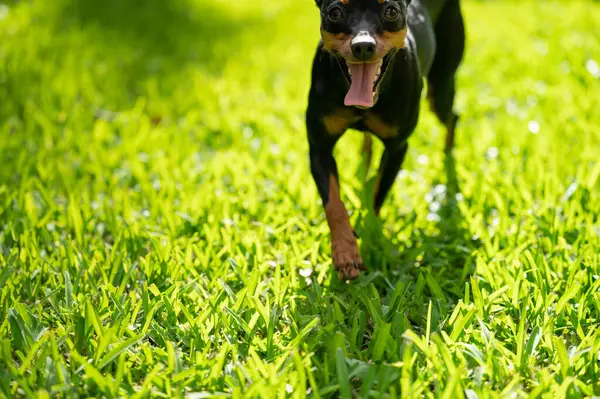 stock image Cute portrait of pincher dog on green blurred background