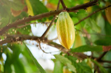 Bulanık ağaç dalında taze sarı kakao pod meyvesi. Yakın görüş.
