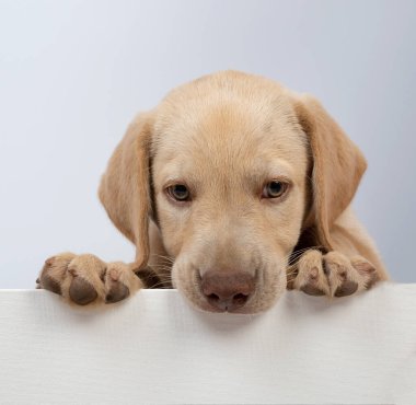 Labrador köpek yavrusunu kapat ve beyaz stüdyo arka planına bak.