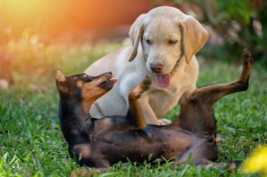 İki küçük köpek güneşli bir günde çimlerin üzerinde oynuyorlar.
