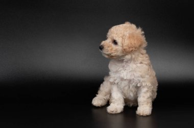 Otur ve yan kaniş yavru köpeğine bak. Stüdyoda izole edilmiş.