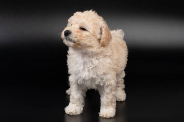 Sakin ol, köpek yavrusu. Stüdyonun arka planında izole bir şekilde duruyor.