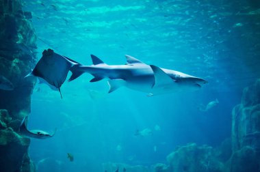 Büyük akvaryum hayatı. Köpekbalığı ve vatoz yüzer. mavi derin su