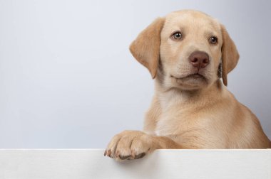 Temiz labrador köpeğinin portresi izole edilmiş.