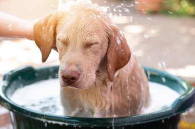 Temizlik ve yıkama köpek teması. Veteriner köpüğü köpükle yıkar.