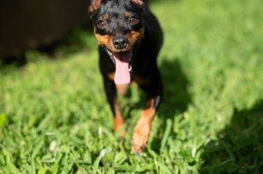 Bulanık çimlerin üzerinde pincher köpeğinin portresi