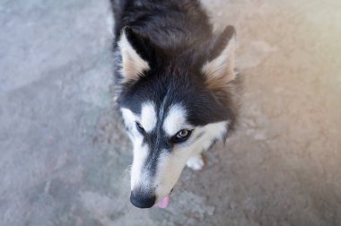 Head of husky dog looking up above top view clipart