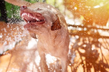 Labrador köpeği yıkama suyu fro hortumundan kaçtı.