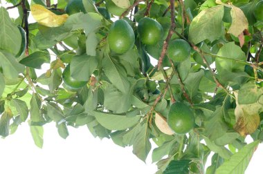 Yeşil ağaç yaprağı arkaplanındaki avokado dalını kapat