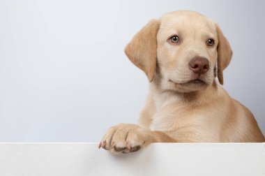 Beyaz stüdyo arka planında şirin labrador portre fotokopi alanı