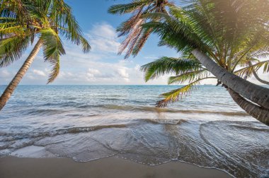 Hindistan cevizi ağacı çerçeveli kumlu sahilde şeffaf dalgalar