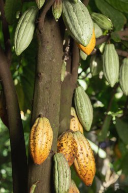 Ağaç makrosu üzerinde yeşil kakao kapsülü yakın görüş