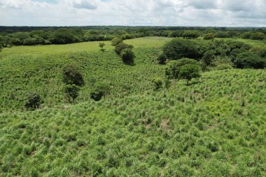 Tropikal iklim iklimli hava aracı görünümlü yeşil tarım çayırı