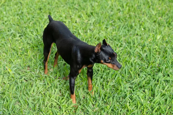 stock image Curious pincher dog stand on grass on bright sunny day