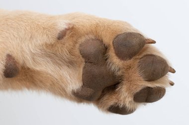 Kahverengi saçlı köpek pençesi. Yakın görüş izole edilmiş.