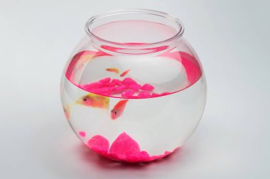 Stüdyonun arka planında izole edilmiş iki balığın olduğu yuvarlak akvaryum haykırışları manzarası