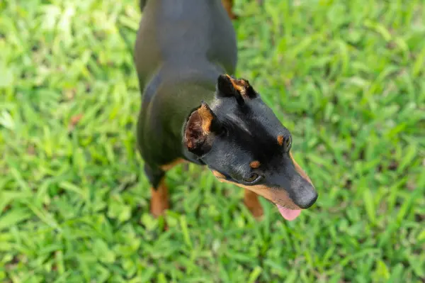 stock image Purebred pincher dog stand on green grass above view