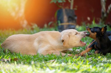 İki köpek yavrusu yeşil çimlerin arka planını ısırıyor.