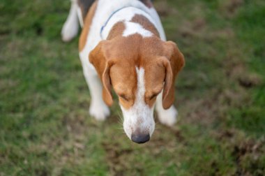 Yeşil çimenli arka planda tazı köpeği