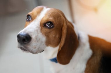 Beagle köpek makrosu portresi. Yakından bak.