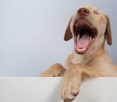 Labrador köpeğini esnetiyorum. Stüdyo arka planına yaslanıyorum.