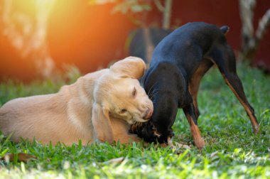 Doberman ve labrador yavruları güneşli bir günde oynuyorlar.