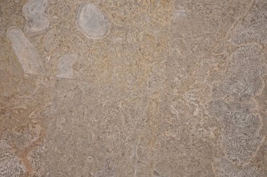 Krem rengi deniz fayansları. Deniz deseni dokusu