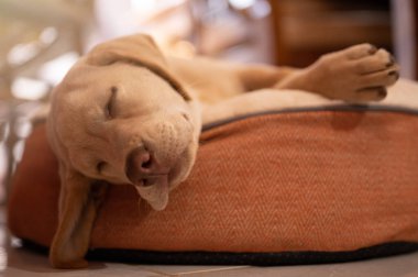 Labrador evin arka planında yastıkta uyuyor.