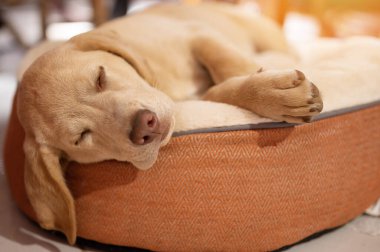 Rahat laboratuvar köpeği, yatak makrosu üzerinde uyur. Yakın görüş.