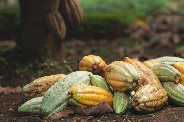 Çiftlik ağacı arka planında bir yığın çiğ kakao.