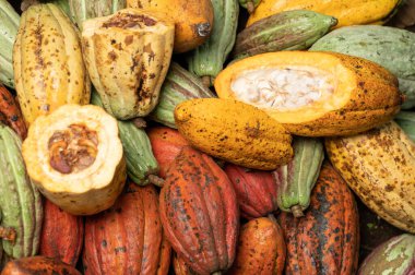 Parlak taze kakao kabukları. Yeşil ve sarı yığın deseni