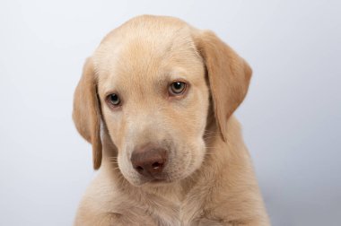 Labrador köpeğinin şirin portresi beyaz stüdyo arka planında izole edilmiş. Yakın plan.