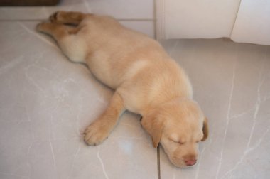 Düz uyuyan labrador köpek yavrusu üst kattaki evde.