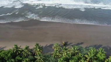 Temiz kumsal ıslak kum, tepede palmiye ağacı yatılı İHA manzaralı