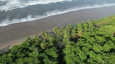 Beyaz deniz dalgaları ve palmiye ağaçları olan temiz, boş tropik plaj.