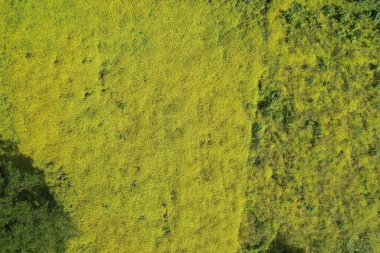 Sarı çiçek açan hava aracının üst görüntüsü. Sarı renkli çayır dokusu