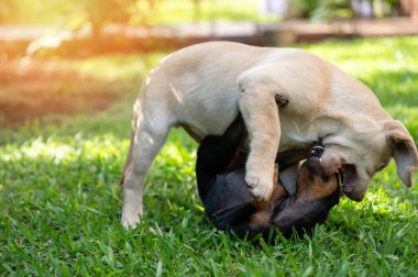 Güneşli yeşil arka planda iki köpek yavrusunun dostluğunu oynuyorum.