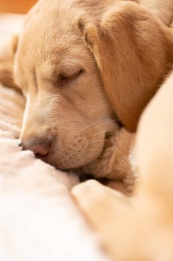 Ev zeminindeki makroda sevimli, uyuyan labrador yavrusu. Yakından bak.
