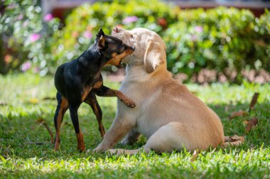 İki yavru yeşil bulanık arka planda eğleniyor.