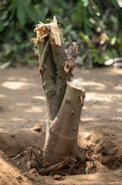 Ormanların yok edilmesi ev bahçesi teması. Toprakta kökleri olan ağaç gövdesini kapatın.