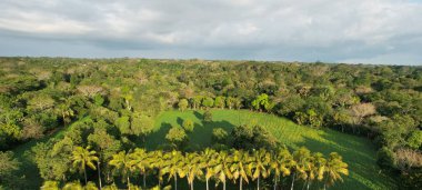Yeşil orman manzaralı hava aracı manzaralı panorama