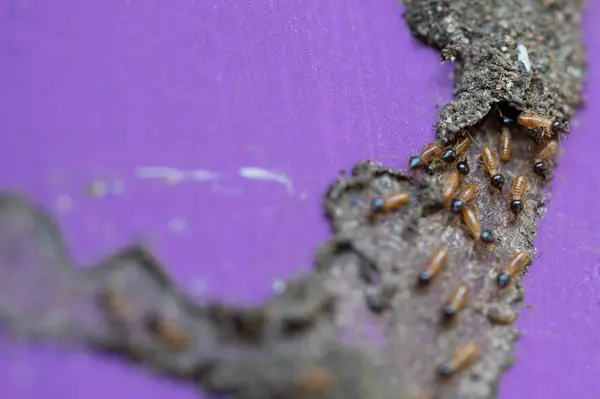 Stock image Termite nest close up view. Pest control theme